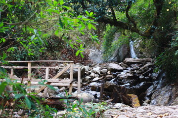 stream in the forest