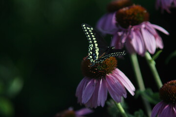 Robinglow flower and black swallowtail butterfly