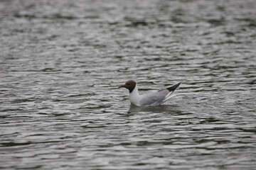 Black-headed gull on the water