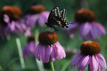 Robinglow flower and black swallowtail butterfly