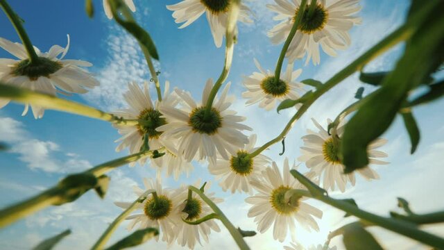 Daisies grow on a meadow, sway against the blue sky and sun. Low angle shot