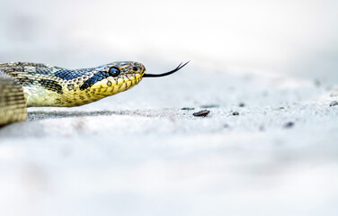 Snake with forked tongue on the sand closeup. Blotched snake portrait.