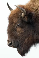 Papier Peint photo Bison Tête de bison d& 39 Amérique isolée sur fond blanc.