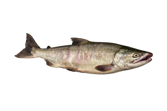 Russia, Kamchatka,The chum salmon. It is a Pacific salmon, and may also be known as dog salmon. 