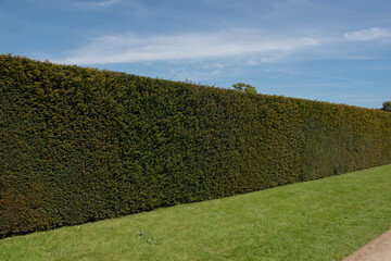 Traditional Old Yew Hedge (Taxus baccata) in a Garden in Rural Somerset, England, UK