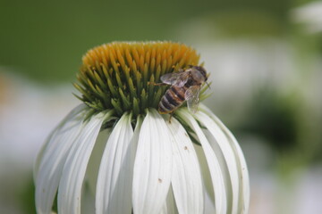 honeybee and white robinglow flower