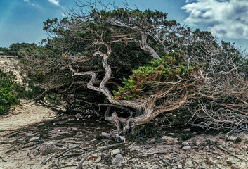 Fototapeta na wymiar Pine tree grown at sand dune at Las Salinas beach in Ibiza, Spain.