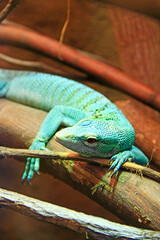green lizard lying on wooden branch in zoo