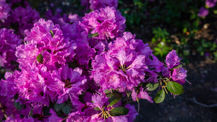 Fototapeta premium Rhododendron pink flower blooming on day light in the garden. Pink, purple Rhododendron flower. Rhododendron flower pattern. Blurred backgrround.