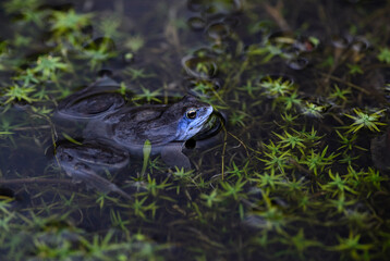 Moor Frog - Rana arvalis, beautfiul special frog from Euroasian fresh waters, Moravia, Czech Republic.