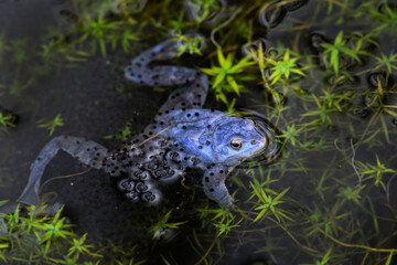 Moor Frog - Rana arvalis, beautfiul special frog from Euroasian fresh waters, Moravia, Czech Republic.