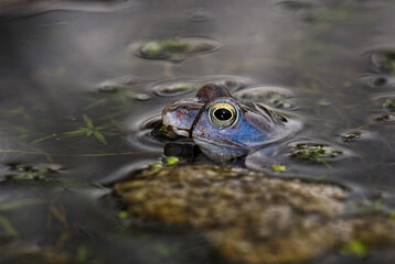 Moor Frog - Rana arvalis, beautfiul special frog from Euroasian fresh waters, Moravia, Czech Republic.