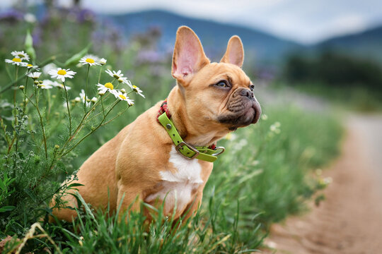 Red fawn French Bulldog dog puppy with 16 weeks sitting between flower meadow 