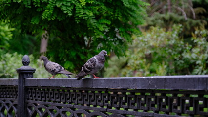 
Pigeons on a city street