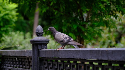 
Pigeons on a city street