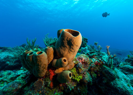 
Underwater world. Sea sponge (Porifera) multicellular animal of the Caribbean Sea.