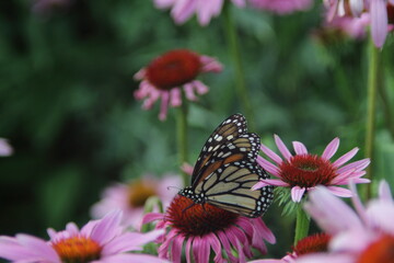 black butterfly and robinglow flower