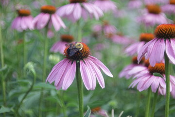 bumblebee and the robinglow flower
