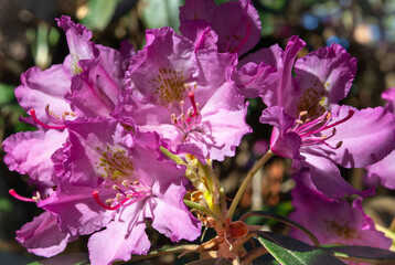 Great rhododendron blooming flowers in the garden. Landscaping of gardens and parks. Blossoming bush.  Beautiful pink Rhododendron close up. Selective focus. 