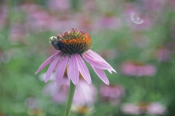 bumblebee and the robinglow flower