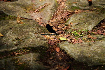 ハグロトンボ05