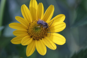black bee and yellow daisy