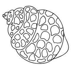 beautiful seashell vector illustration isolated on white background