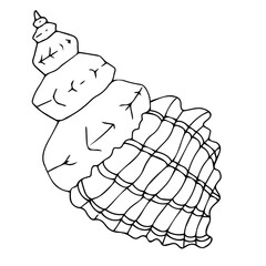 beautiful seashell vector illustration isolated on white background