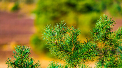 Closeup of the needles of a pine tree with trees and dry heather in the blurred background, sunny day in Brunssummerheide forest in South Limburg, Netherlands Holland