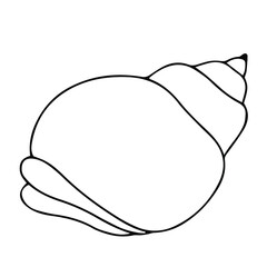 beautiful seashell vector illustration isolated on white background