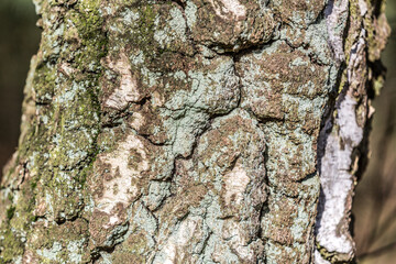 Closeup of the bark of a tree with green mold and brown, turquoise, white spots in the Brunssummerheide forest in South Limburg, Netherlands Holland
