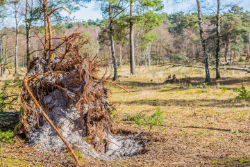 Exposed roots with sand between the roots of a fallen tree in the middle of the forest with trees in the background, sunny day in Brunssummerheide, South Limburg, the Netherlands