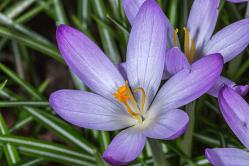 Flowers of purple crocus with a yellow pistil with its green leaves, wonderful day in the forest