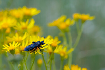 
big black wasp sitting on yellow flowers