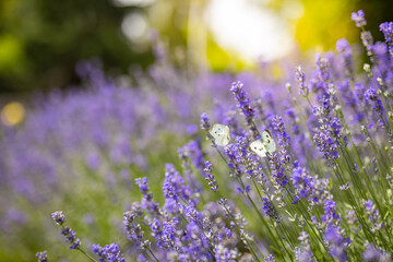 Naklejka premium Butterfly flying over lavender flower, butterflies on lavender flower. Artistic summer floral landscape; beautiful summer lavender flower and fly butterfly against evening sunny sky; nature landscape