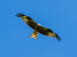 Obraz premium red kite on the hunt