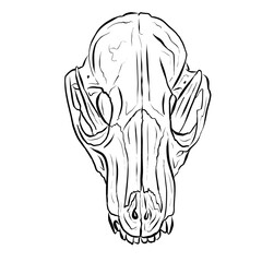 Black Line Art Sketch of an Animal Skull On White Background