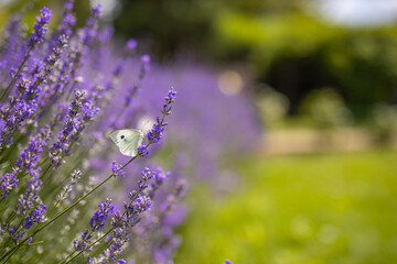 Butterfly flying over lavender flower, butterflies on lavender flower. Artistic summer floral landscape; beautiful summer lavender flower and fly butterfly against evening sunny sky; nature landscape