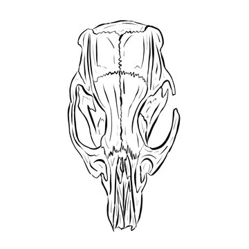 Black Line Art Sketch of an Animal Skull On White Background