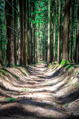 Hohlweg in einem Waldstück bei Stallwang im bayerischen Wald