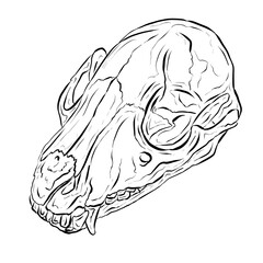 Black Line Art Sketch of an Animal Skull On White Background