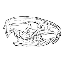 Black Line Art Sketch of an Animal Skull On White Background
