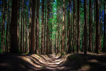 Hohlweg in einem Waldstück bei Stallwang im bayerischen Wald