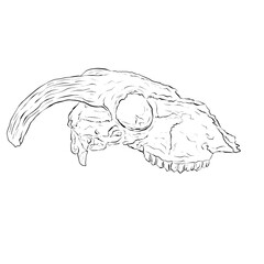 Black Line Art Sketch of an Animal Skull On White Background