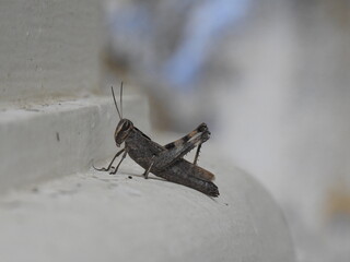 GRASSHOPPER