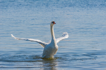 swan on the water