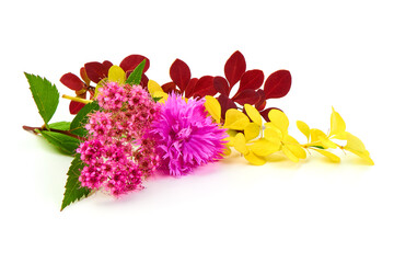 Spring blooming barberry branches with yellow and red leaves, barbs and pink flower, template for text or design. Close-up.