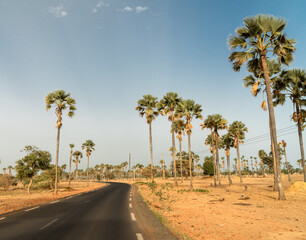 Asphalt country road leading through rural Senegal with palm trees, Senegal, Africa.	