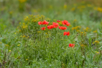 Foto op Plexiglas red poppy flowers © Nora