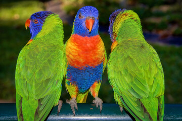 Rainbow lorikeet birds, members of the parrot family